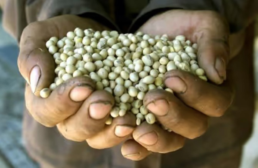 A Romanian farmer shows genetically modified soybeans. (Reuters Photo)